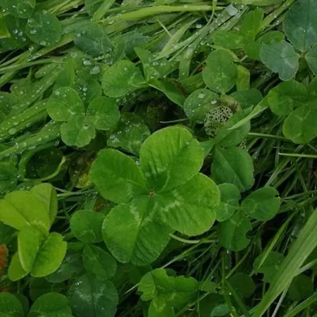 Stadt-land-fluss Lejlighed *